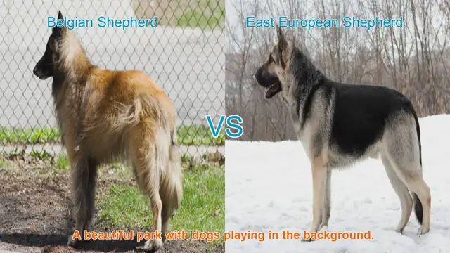 Video thumbnail for Belgian Shepherd vs. East European Shepherd: A Comprehensive Comparison