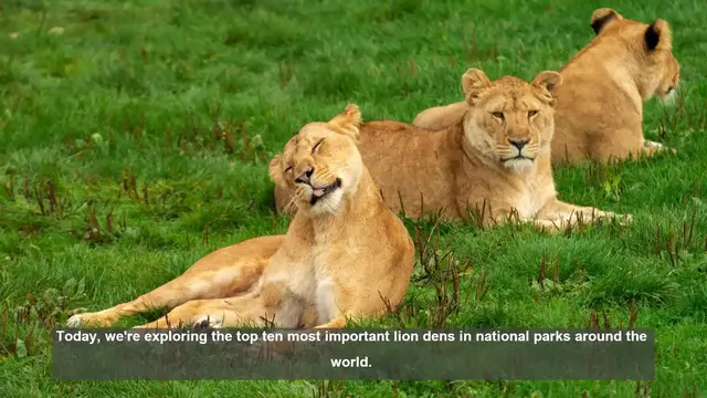 Video thumbnail for Top 10 Crucial Lion Dens in National Parks: Safeguarding Africa's Big Cats