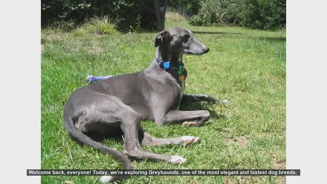 Video thumbnail for Greyhounds: Pros and Cons of Owning This Elegant Breed