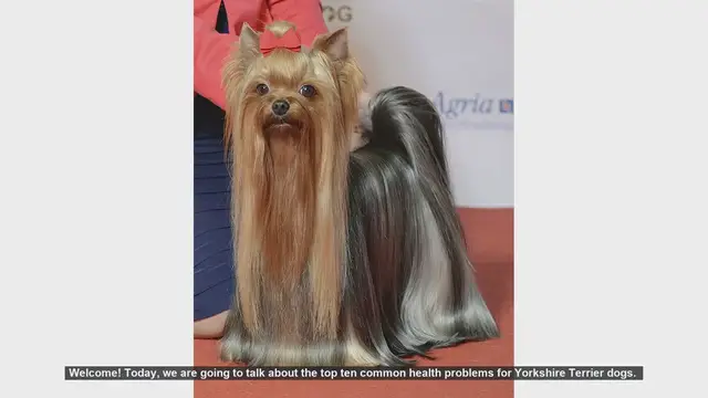 Video thumbnail for Top 10 Common Health Problems in Yorkshire Terriers