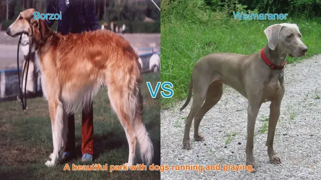 Video thumbnail for Borzoi vs. Weimaraner: A Comparison of Elegance and Athleticism