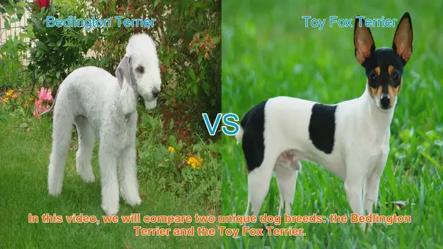 Video thumbnail for Bedlington Terrier vs. Toy Fox Terrier: A Breed Comparison