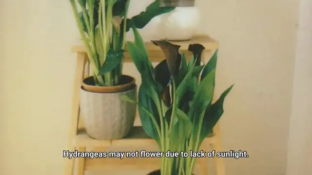 Video thumbnail for Hydrangea Not Flowering