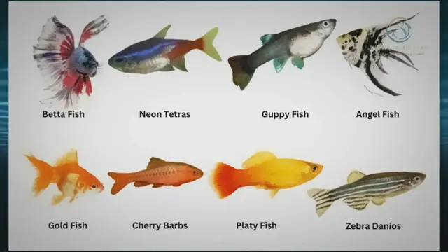 Video thumbnail for Top Freshwater Fish for Your Aquarium: A Selection Guide