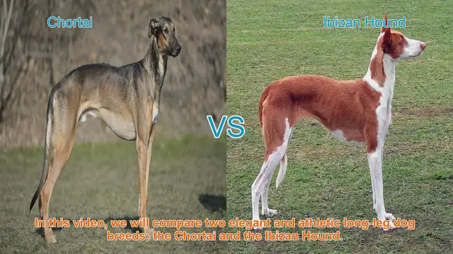 Video thumbnail for Chortai vs. Ibizan Hound: A Comparison of Elegant Long-Leg Dog Breeds