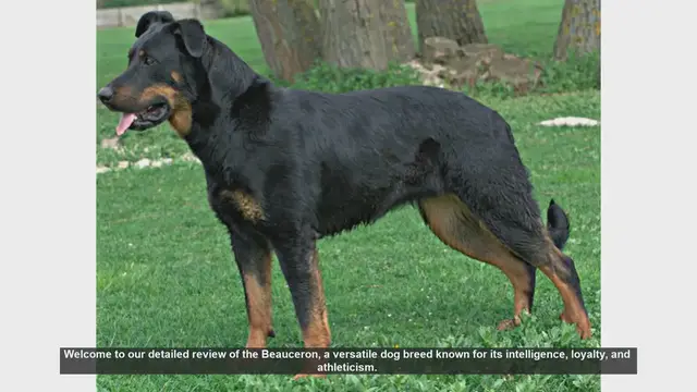Video thumbnail for Beauceron Dog Breed Review: Intelligence, Loyalty, and Athleticism