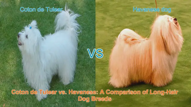 Video thumbnail for Coton de Tulear vs. Havanese: A Comparison of Long-Hair Dog Breeds