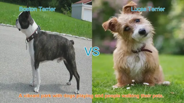 Video thumbnail for Boston Terrier vs. Lucas Terrier: A Comparison of Two Charming Dog Breeds