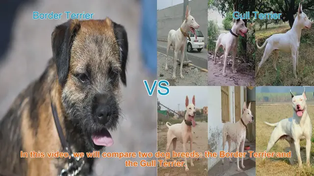 Video thumbnail for Border Terrier vs. Gull Terrier: A Comprehensive Comparison