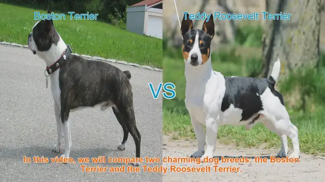 Video thumbnail for Boston Terrier vs. Teddy Roosevelt Terrier: A Breed Comparison