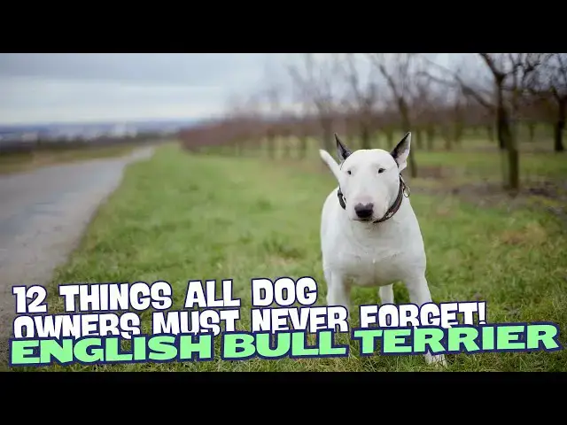 Video thumbnail for 12 Things All English Bull Terrier Owners Must Never Forget! 🐶