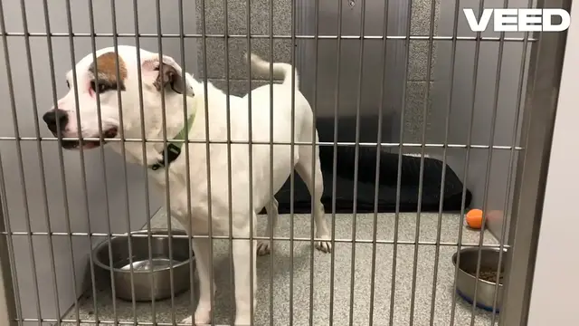 Video thumbnail for Choosing the Perfect Dog Kennel!