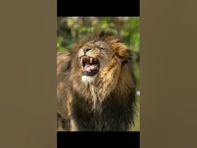 'Video thumbnail for لا تترك نباح الضباع يشتت انتباهك عن هدفك'
