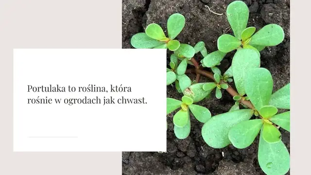 Video thumbnail for Portulaka w Twoim ogrodzie: 8 powodów, aby jej nie zabijać