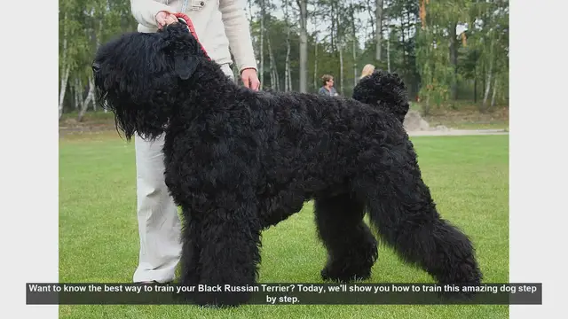 Video thumbnail for How to Train Your Black Russian Terrier: Step-by-Step Guide