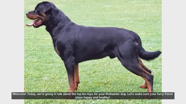 Video thumbnail for Top 10 Toys Your Rottweiler Will Love!