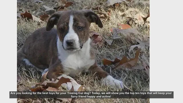 Video thumbnail for Top 10 Toys to Keep Your Treeing Cur Dog Happy and Active!