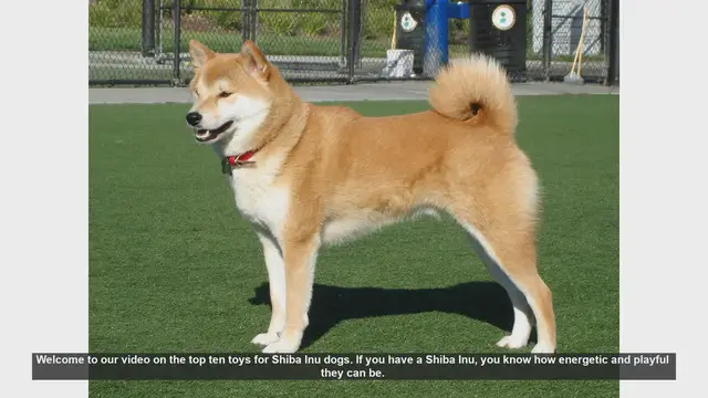 Video thumbnail for Top 10 Toys to Keep Your Shiba Inu Happy and Entertained