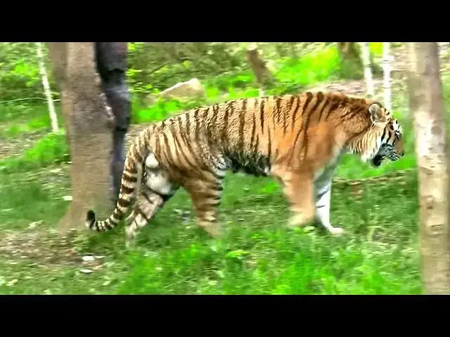 Video thumbnail for How Do Tigers Respond to Scarcity of Water?
