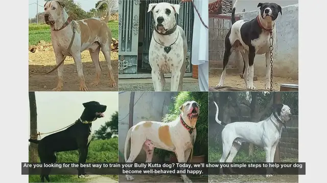 Video thumbnail for Effective Training Tips for Your Bully Kutta Puppy