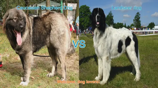Video thumbnail for Caucasian Shepherd Dog vs. Landseer Dog: A Comprehensive Comparison