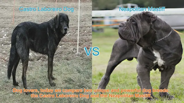 Video thumbnail for Comparing Castro Laboreiro Dog and Neapolitan Mastiff: A Guide for Dog Lovers