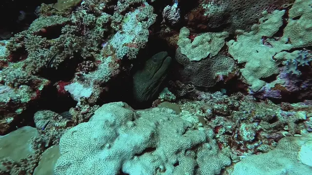 Video thumbnail for Marine Fish Selection: Top Picks for Your Saltwater Aquarium