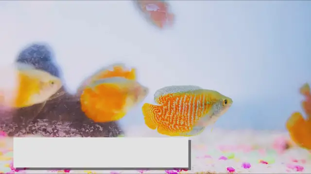Video thumbnail for Dwarf Gourami Care Tips: A Guide to a Healthy Tank