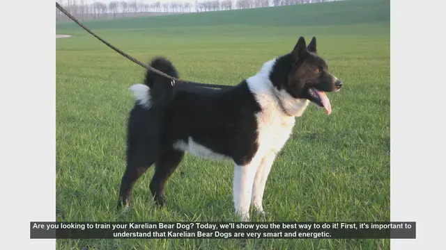 Video thumbnail for How to Train Your Karelian Bear Dog: Tips and Techniques