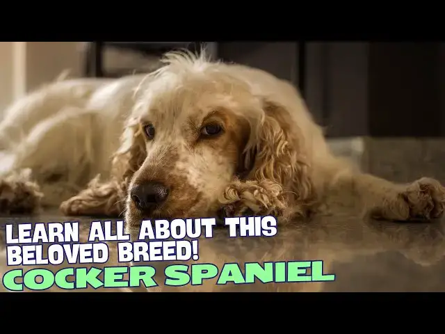 Video thumbnail for What Is a Cocker Spaniel?🐾💖