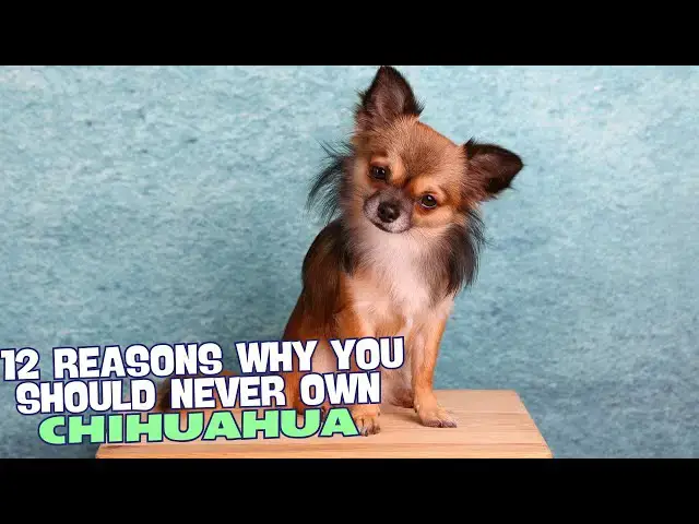 Video thumbnail for 12 Reasons Why You Should Never Own a Chihuahua! 🐕😲