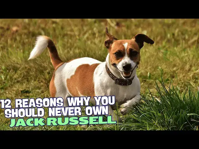 Video thumbnail for 12 Reasons Why You Should Never Own a Jack Russell Terrier! ?