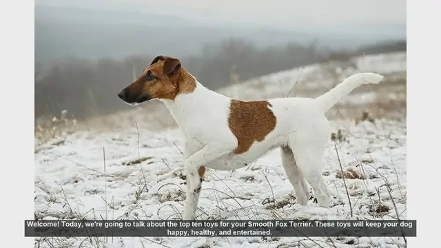 Video thumbnail for Top 10 Toys for Your Smooth Fox Terrier: Keep Them Happy and Healthy!
