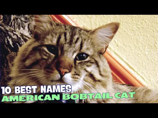 Video thumbnail for 10 Best Names for American Bobtail Cats 🐾