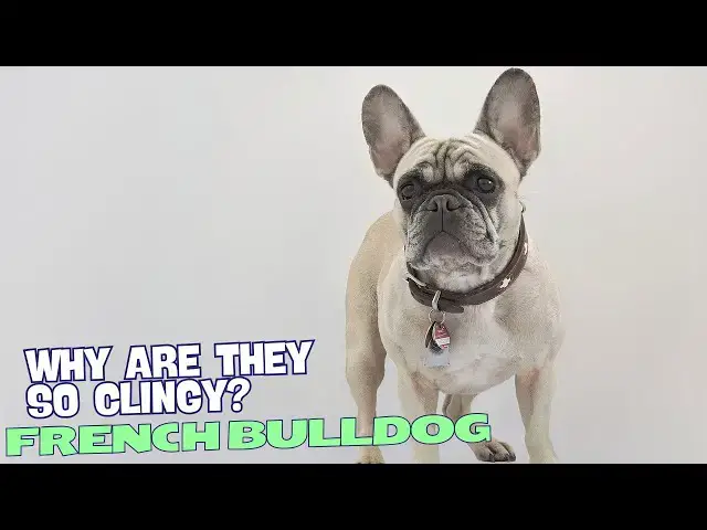 Video thumbnail for Why Are French Bulldogs So Clingy? 🐶💖