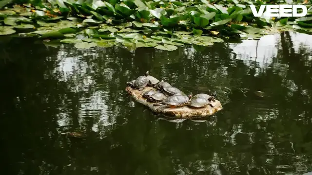 Video thumbnail for Understanding Turtle Behavior & Personality: What Makes Turtles Unique?