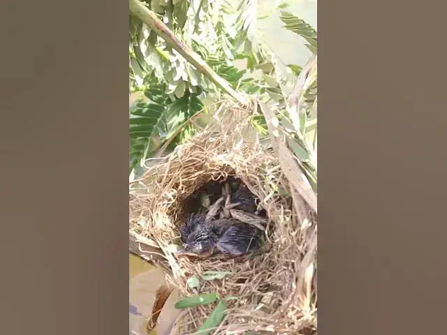Video thumbnail for wild small baby birds (EP-57)  #birds #nature #birdfeeding #birdwatching  #birdslover #babybirds