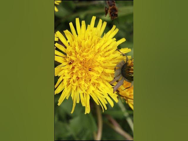 Video thumbnail for Nature