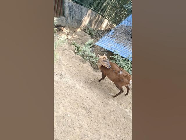 Video thumbnail for Innocent Deer Moment 🦌✨