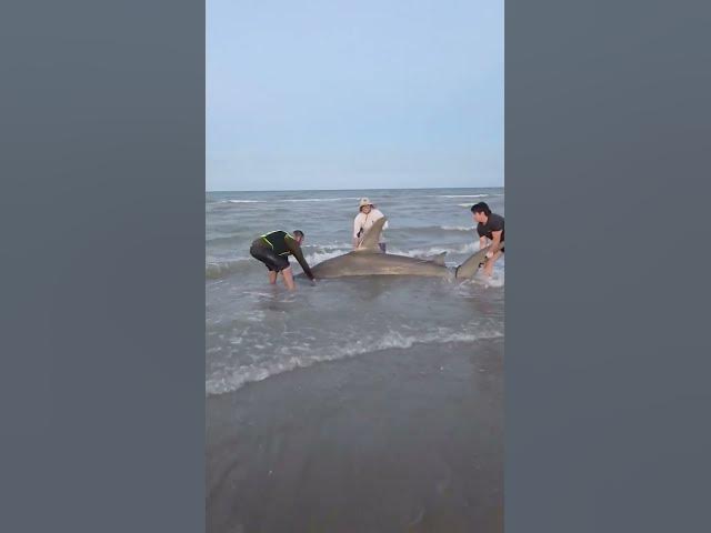 Video thumbnail for Joe Gonzales, longtime shark angler, just missed a record when he landed a 14' giant in the surf.