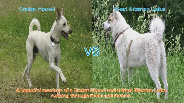 Video thumbnail for Exploring the Cretan Hound and West Siberian Laika: A Comparative Guide