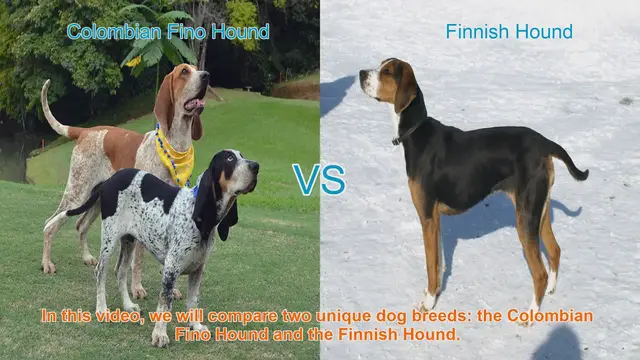 Video thumbnail for Comparing Colombian Fino Hound and Finnish Hound: Traits and Characteristics