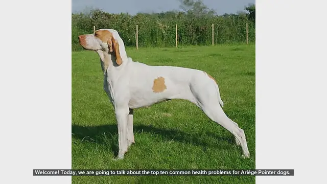 Video thumbnail for Top 10 Common Health Problems in Ariège Pointer Dogs