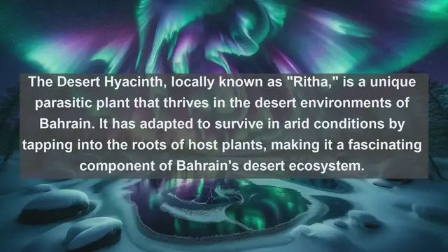 Video thumbnail for Unveiling Bahrain's Botanical Treasures: Top 10 Native Plants