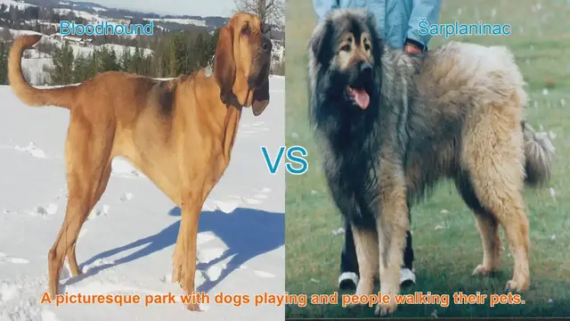 Video thumbnail for Comparing Bloodhounds and Sharplaninacs: A Comprehensive Guide