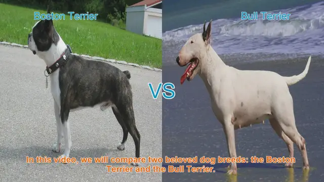 Video thumbnail for Boston Terrier vs. Bull Terrier: A Comprehensive Comparison
