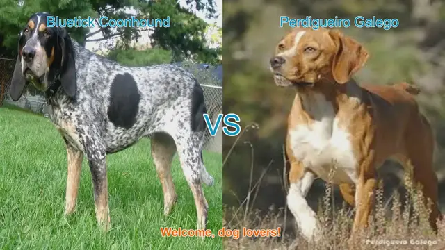 Video thumbnail for Bluetick Coonhound vs. Perdigueiro Galego: A Comparison of Two Beloved Dog Breeds