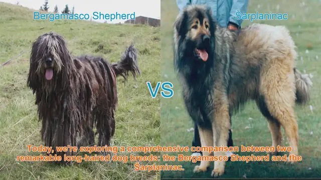 Video thumbnail for Bergamasco Shepherd vs. Šarplaninac: A Comprehensive Comparison