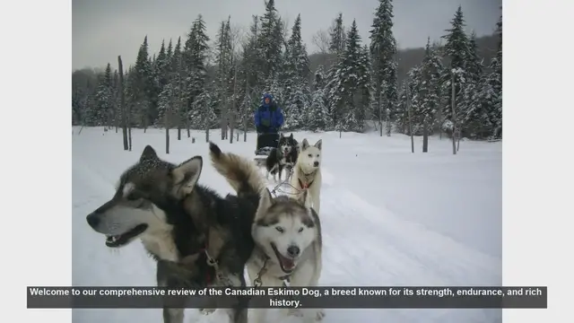 Video thumbnail for Canadian Eskimo Dog: A Comprehensive Review