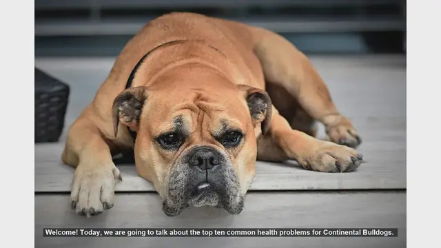 Video thumbnail for Top 10 Common Health Problems in Continental Bulldogs